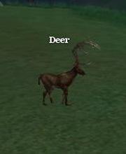 Deer