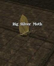 Big Silver Moth