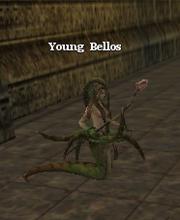 Young Bellos