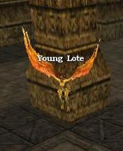 Young Lote