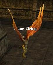 Young Ciring
