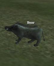 Boar