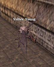 Voltex Young
