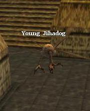Young Jihadog