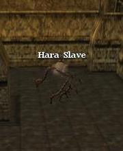 Hara Slave