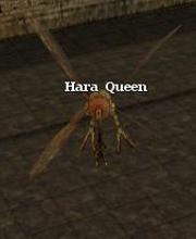 Hara Queen