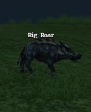 Big Boar