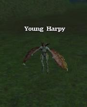 Young Harpy