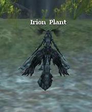 Irion Plant