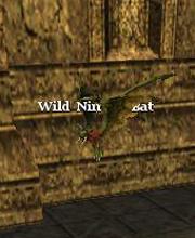 Wild Nimble Bat