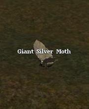 Giant Silver Moth