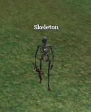 Skeleton