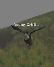 Young Griffin