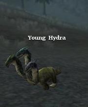 Young Hydra