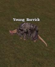 Young Barrick