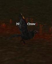 Night Crow