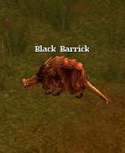 Black Barrick