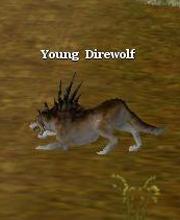 Young Direwolf
