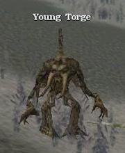 Young Torge