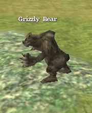 Grizzly Bear