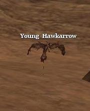 Young Hawkarrow