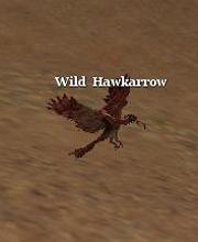 Wild Hawkarrow