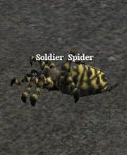 Soldier Spider