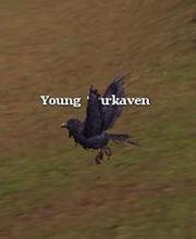 Young Turkaven