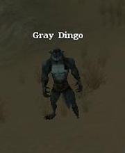 Gray Dingo