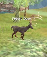 Forest Deer