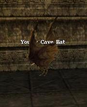 Young Cave Bat