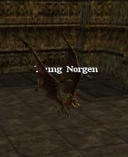 Young Norgen
