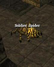 Soldier Spider