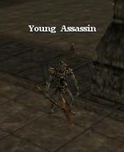 Young Assassin