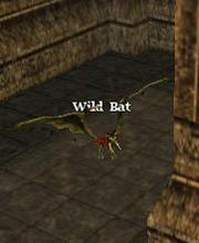 Wild Bat