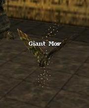 Giant Moss